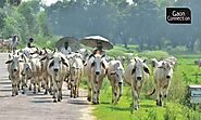 Can India safeguard its 50 native breeds of cows? - Gaonconnection | Your Connection with Rural India