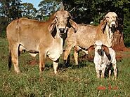 68 Gyr Cattle ideas | cattle, cow, animals
