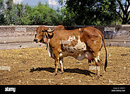 Gir Cow High Resolution Stock Photography and Images - Alamy
