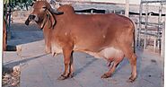 Animal's HD Images Photos Wallpapers free Download: Gir Cow Breed Biography photos - Indian Gir cow information - Gir...