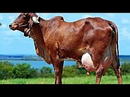 गिर गाय का डेयरी फार्म || गिर गाय जो 50 लीटर दूध देती है || Gir cow with 50 litre Milk daily