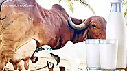Gir cow price in India & milk price 2022 » VetMedicine BD