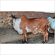 Gir Cow In Noida - Dealers & Traders