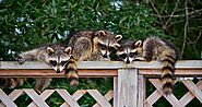 Wildlife Removal Dallas-Fort Worth | Animal Removal | Critter Stop