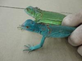 Strictly Reptiles - Wholesale Reptiles and Amphibians