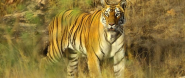 Tiger Photography Tour in India- Tiger Photography Tour to Bandhavgarh