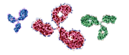 antibody repertoire