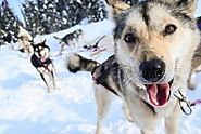 Dog Sledding In Alaska | Alaska Org