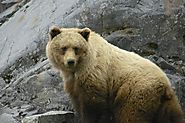 Wildlife Watching In Alaska | LA Times