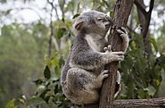 Cuddle a Koala at the Lone Pine Koala Sanctuary