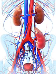 Best Liver Transplant Surgeon in Chennai - Rela MS Hospital