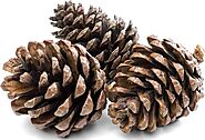 1Kg Natural Pine Cones 5 to 7cm Christmas Wreath Garlands Decoration Dried Floral Arrangements