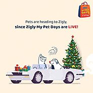 Pets Online Shopping - Zigly