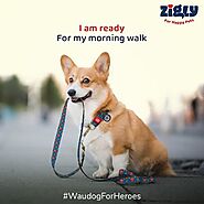 Dog Leashes for Your Furry Friends – Zigly