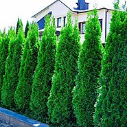 Why you should have Emerald Green Arborvitae in your garden?