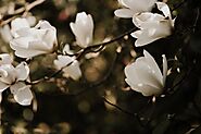 Maintaining Healthy Royal Star Magnolias
