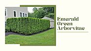 Facts About Emerald Green Arborvitae
