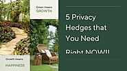 5 Privacy Hedges to Protect Your Yard and Home
