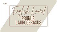 How to Plant English Laurel Hedges