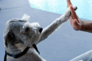 How to effectively train your dog - the basics