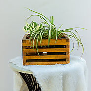 22cm Wooden Square Crate Planter — The Farm People