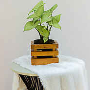 16cm Wooden Square Crate Planter — The Farm People