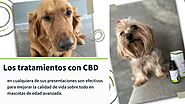 CBD Aceite medicinal México | Hempets