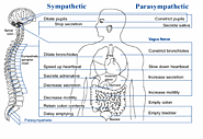 Acupuncture for nervous system - Philadelphia Acupuncture Clinic