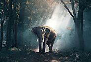 Animal