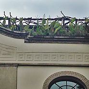 You too can grow cactus in central city above a greek frieze!