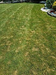 5 Common Lawn Diseases in New Jersey