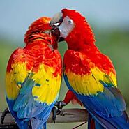 African Grey Parrots for Sale Near Me | Buy African Grey Parrots Online