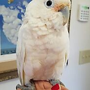 Cockatoos Parrots for Sale | Buy Cockatoos Parrots | Cockatoos Birds