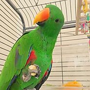 Eclectus Parrots for Sale | Eclectus Parrots Breeders | Buy Electus Parrots