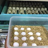 Buy Fertile Parrot Eggs (100%) | Fertile Parrot Eggs For Sale Cheap