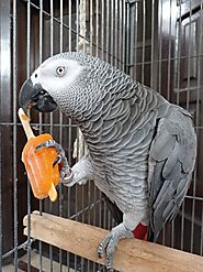 African Grey Parrots for Sale | Buy African Grey Parrots | Parrot Breeders