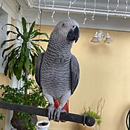 Buy Congo African Grey Parrots | African Congo Grey Parrots for sale