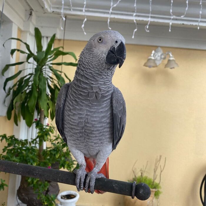 African Grey Parrots Breeder A Listly List