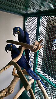 hyacinth macaw for sale uk - PARROTSTORE