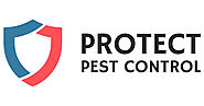 Booklice on Walls Singapore | Psocids Removal – Protect Pest Control