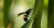 Bees, Wasps & Hornets | System Pest Control Services SG