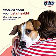 Online Vet Consultation In India To Ensure The Best Health Of Your Pets | Zigly