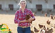 Livestock & Poultry- Ngyenmbofarm Agriculture LCC
