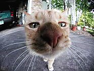 Cameras are bumped into by curious cats