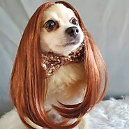 The Funniest Dogs In Wigs That Will Brighten Your Day