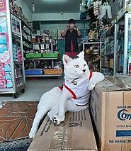 Funny Photos Of Cats In Small Shops Looking Like They Own It