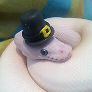 Snakes With Hats - Because Pet Owners Get Bored Apparently