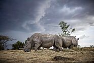 The life he lived: Photos of the last male northern white rhino