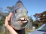 Have You Ever Seen The Teeth Of A Sheepshead Fish - You'll Be Terrified