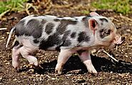 Teacup Pig Facts - Do They Make Good Pets?